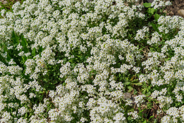 Similar image 21165032