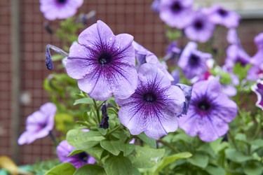 Similar image 21137801