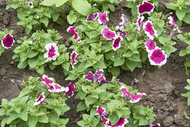 Similar image 21137804