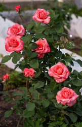 Similar image 21171905