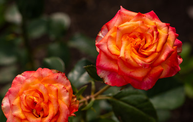 Similar image 21171907