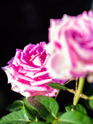 Similar image 21171909