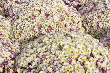 Similar image 21139237