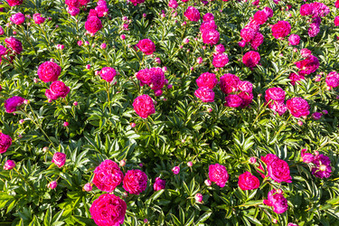 Similar image 21142887