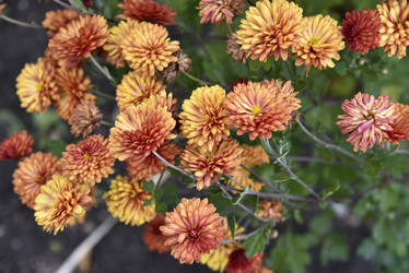 Similar image 21139611