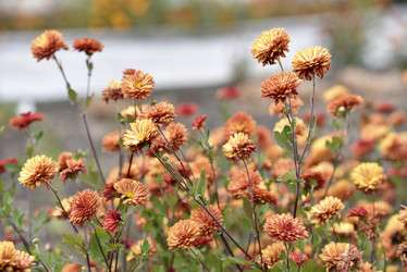 Similar image 21139612