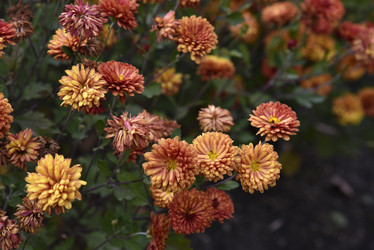 Similar image 21139614