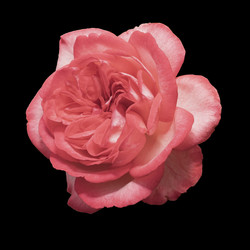 Similar image 21139652