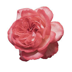 Similar image 21139653