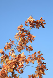 Similar image 21142300