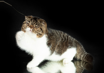 Similar image 21141994