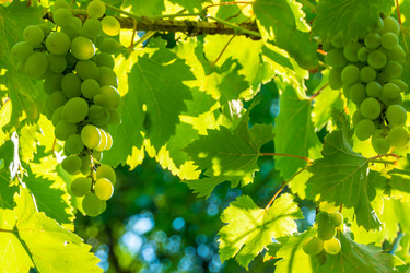 Similar image 21146996