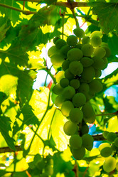 Similar image 21146650