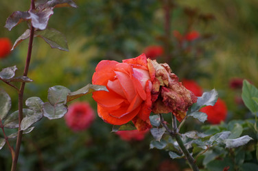 Similar image 21143622