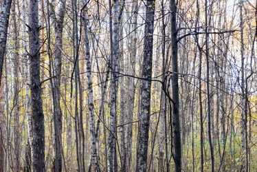 Similar image 21168369