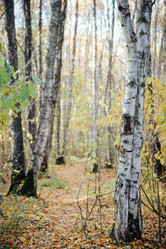 Similar image 21145850