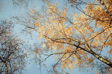 Similar image 21150804