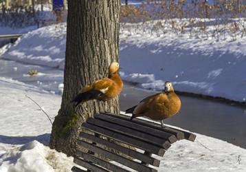 Similar image 21145964