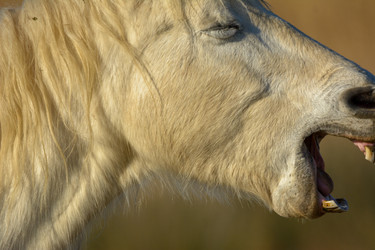 Similar image 21146854