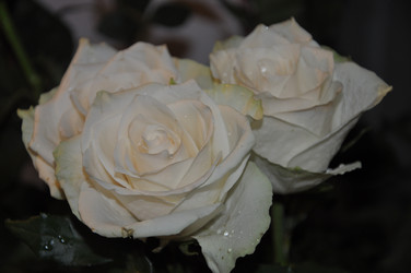 Similar image 21153920