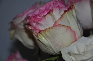 Similar image 21153922