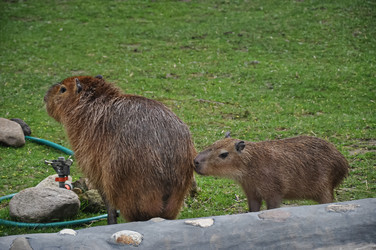 Similar image 21153938