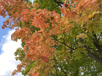 Similar image 21150854