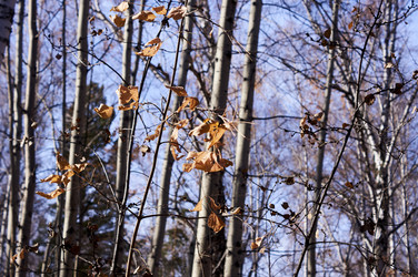 Similar image 21154603