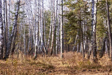 Similar image 21154611