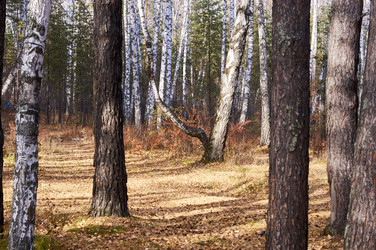 Similar image 21154613