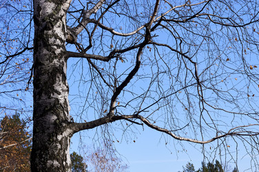 Similar image 21154619