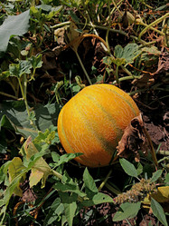 Similar image 21150868