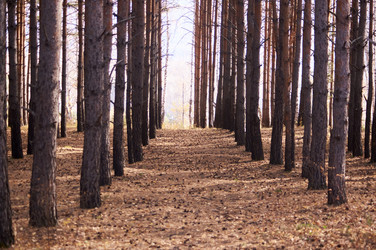 Similar image 21154631