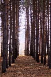 Similar image 21154634