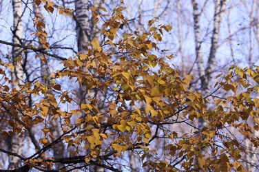 Similar image 21154635