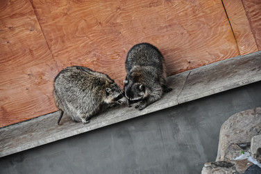 Similar image 21154037