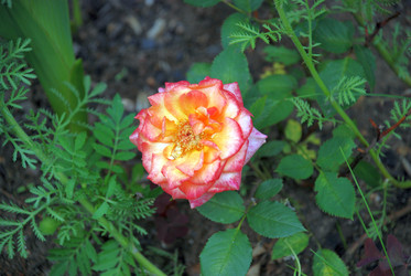 Similar image 21175000