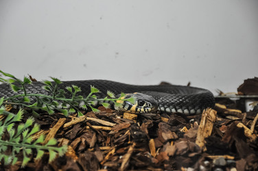 Similar image 21154055