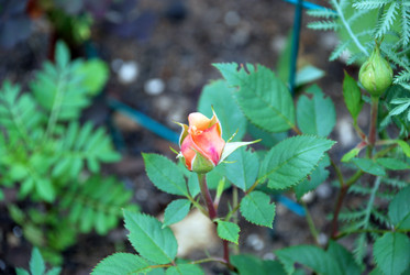 Similar image 21175003