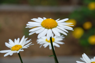 Similar image 21175596