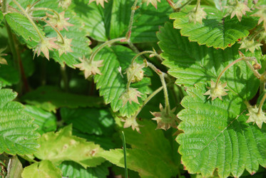 Similar image 21175597