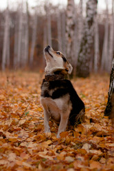 Similar image 21149984