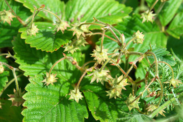 Similar image 21175517