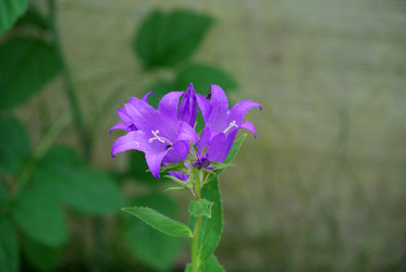 Similar image 21175567