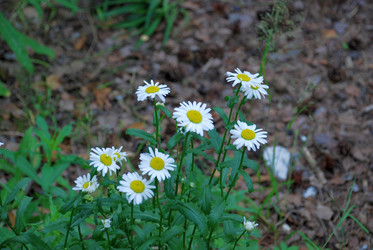 Similar image 21175612