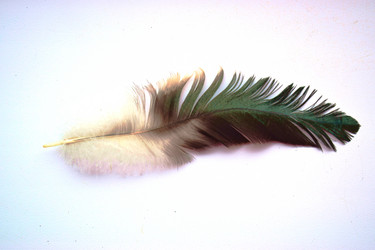 Similar image 21154249