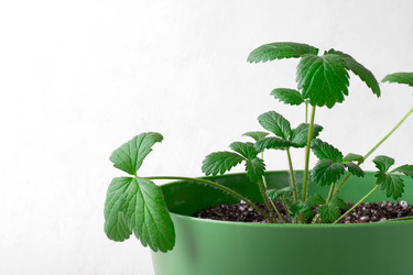 Similar image 21153308