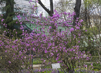 Цветение рододендрона даурского (лат. Rhododendron dauricum) в ботаническом саду Облачный день в начале мая Аптекарский сад (филиал ботанического сада МГУ), Москва - Wombat