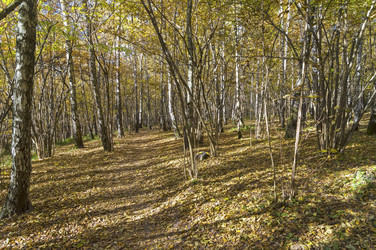 Similar image 21150209