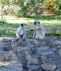 Similar image 21154159